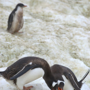 Neko Harbor Antarctica - photography by Jenny SW Lee
