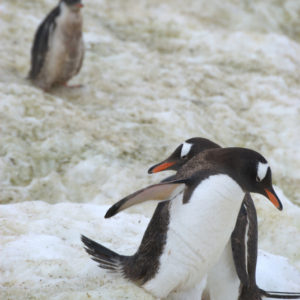 Neko Harbor Antarctica - photography by Jenny SW Lee