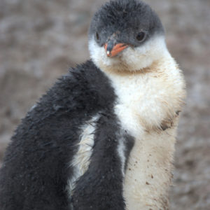 Neko Harbor Antarctica - photography by Jenny SW Lee