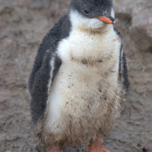 Neko Harbor Antarctica - photography by Jenny SW Lee
