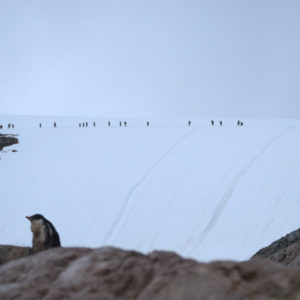 Neko Harbor Antarctica - photography by Jenny SW Lee