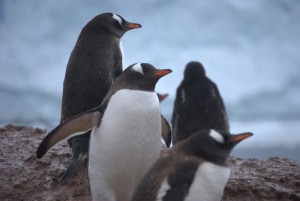 Neko Harbor Antarctica - photography by Jenny SW Lee