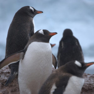 Neko Harbor Antarctica - photography by Jenny SW Lee