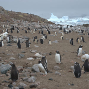 Neko Harbor Antarctica - photography by Jenny SW Lee