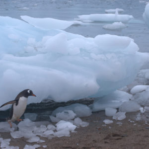 Neko Harbor Antarctica - photography by Jenny SW Lee