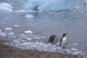 Neko Harbor Antarctica - photography by Jenny SW Lee
