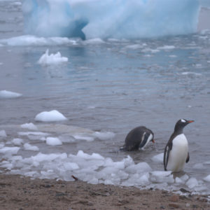 Neko Harbor Antarctica - photography by Jenny SW Lee