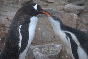 Neko Harbor Antarctica - photography by Jenny SW Lee