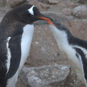 Neko Harbor Antarctica - photography by Jenny SW Lee
