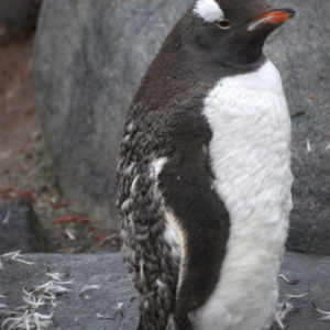 Petermann Island Antarctica - photography by Jenny SW Lee