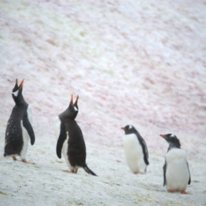 Petermann Island Antarctica - photography by Jenny SW Lee
