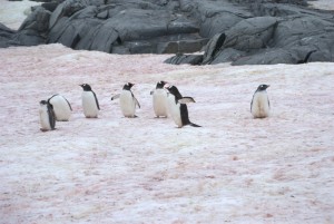 Petermann Island Antarctica - photography by Jenny SW Lee