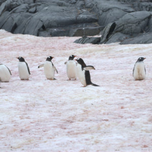 Petermann Island Antarctica - photography by Jenny SW Lee