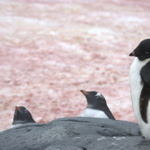 Petermann Island Antarctica - photography by Jenny SW Lee