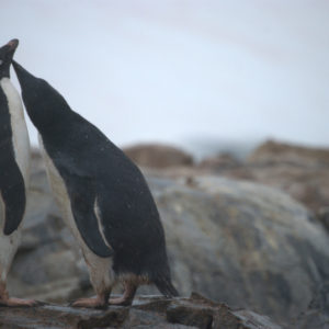 Petermann Island Antarctica - photography by Jenny SW Lee