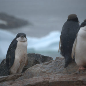 Petermann Island Antarctica - photography by Jenny SW Lee
