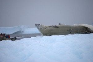 Pleneau Bay Antarctica - photography by Jenny SW Lee