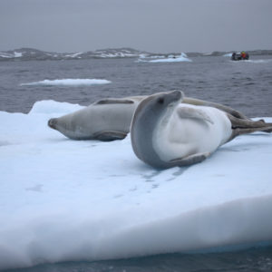 Pleneau Bay Antarctica - photography by Jenny SW Lee