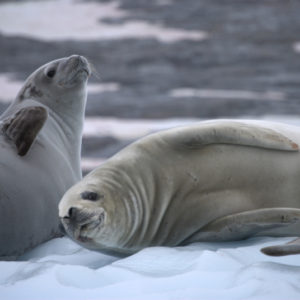 Pleneau Bay Antarctica - photography by Jenny SW Lee