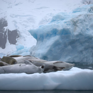 Pleneau Bay Antarctica - photography by Jenny SW Lee