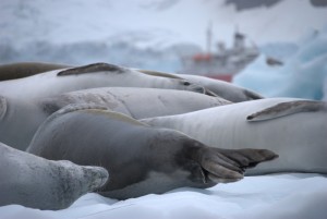 Pleneau Bay Antarctica - photography by Jenny SW Lee