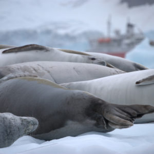 Pleneau Bay Antarctica - photography by Jenny SW Lee