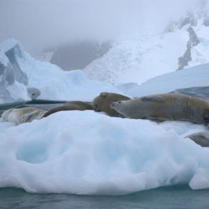 Pleneau Bay Antarctica - photography by Jenny SW Lee