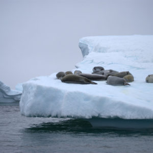 Pleneau Bay Antarctica - photography by Jenny SW Lee
