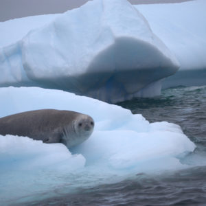 Pleneau Bay Antarctica - photography by Jenny SW Lee