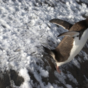 Gouldier Island Antarctica - photography by Jenny SW Lee