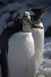 Gouldier Island Antarctica - photography by Jenny SW Lee