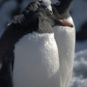 Gouldier Island Antarctica - photography by Jenny SW Lee