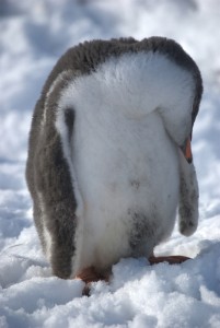 Gouldier Island Antarctica - photography by Jenny SW Lee