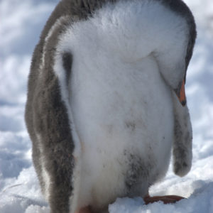 Gouldier Island Antarctica - photography by Jenny SW Lee