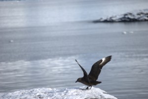 Gouldier Island Antarctica - photography by Jenny SW Lee