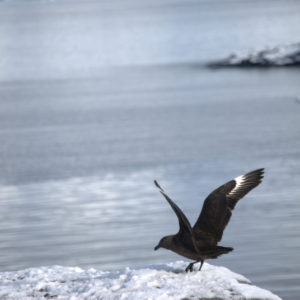 Gouldier Island Antarctica - photography by Jenny SW Lee