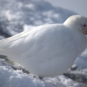 Gouldier Island Antarctica - photography by Jenny SW Lee