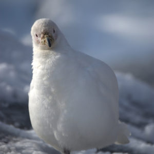 Gouldier Island Antarctica - photography by Jenny SW Lee