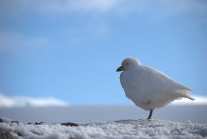 Gouldier Island Antarctica - photography by Jenny SW Lee