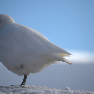 Gouldier Island Antarctica - photography by Jenny SW Lee