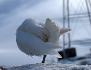 Gouldier Island Antarctica - photography by Jenny SW Lee