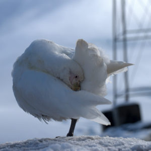 Gouldier Island Antarctica - photography by Jenny SW Lee