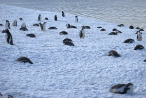 Jougla Point Antarctica - photography by Jenny SW Lee