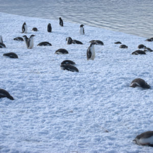 Jougla Point Antarctica - photography by Jenny SW Lee