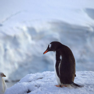 Jougla Point Antarctica - photography by Jenny SW Lee
