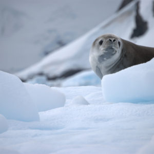 Paradise Harbor Antarctica Photography by Jenny SW Lee