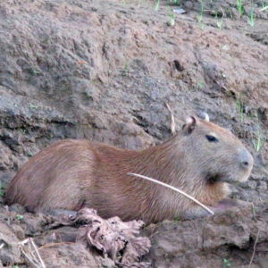 capybara - largest rodent in the world.