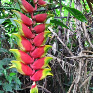 heliconia plant