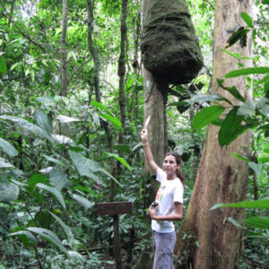 Termite nest