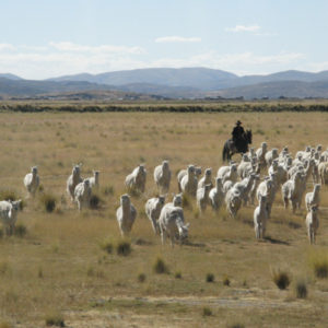 Puno, Peru